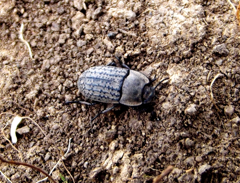 Opatrum sabulosum - sároshátú gyászbogár