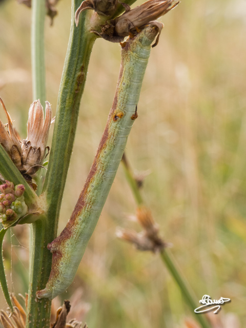 Ascotis selenaria - holdas faaraszoló