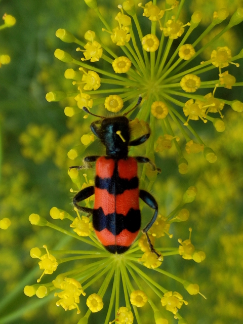 Trichodes apiarius - szalagos méhészbogár