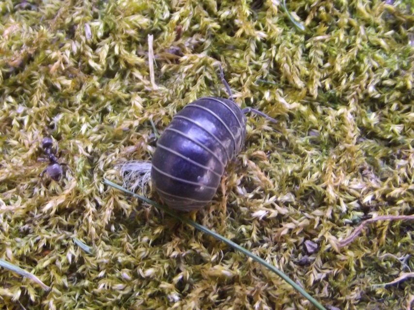 Armadillidium