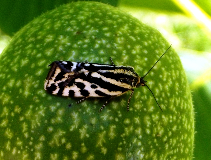Emmelia trabealis - zebrabagoly