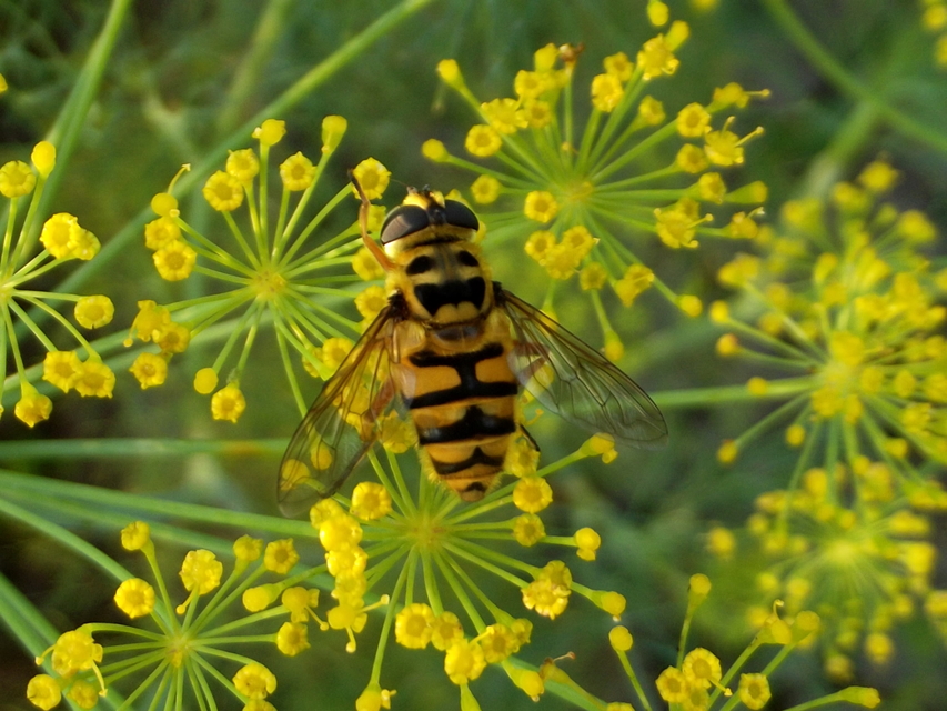 Myathropa florea - halálfejes odúlégy