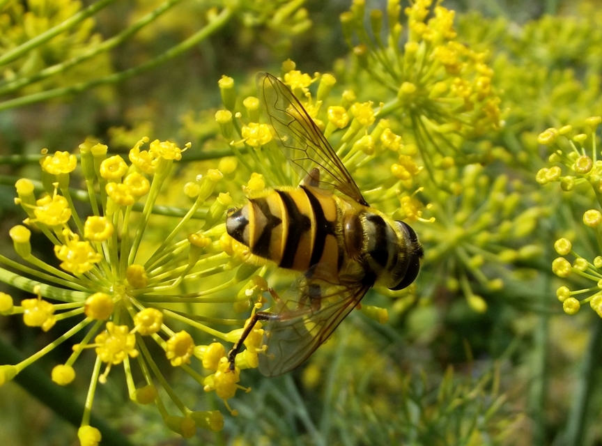 Myathropa florea - halálfejes odúlégy