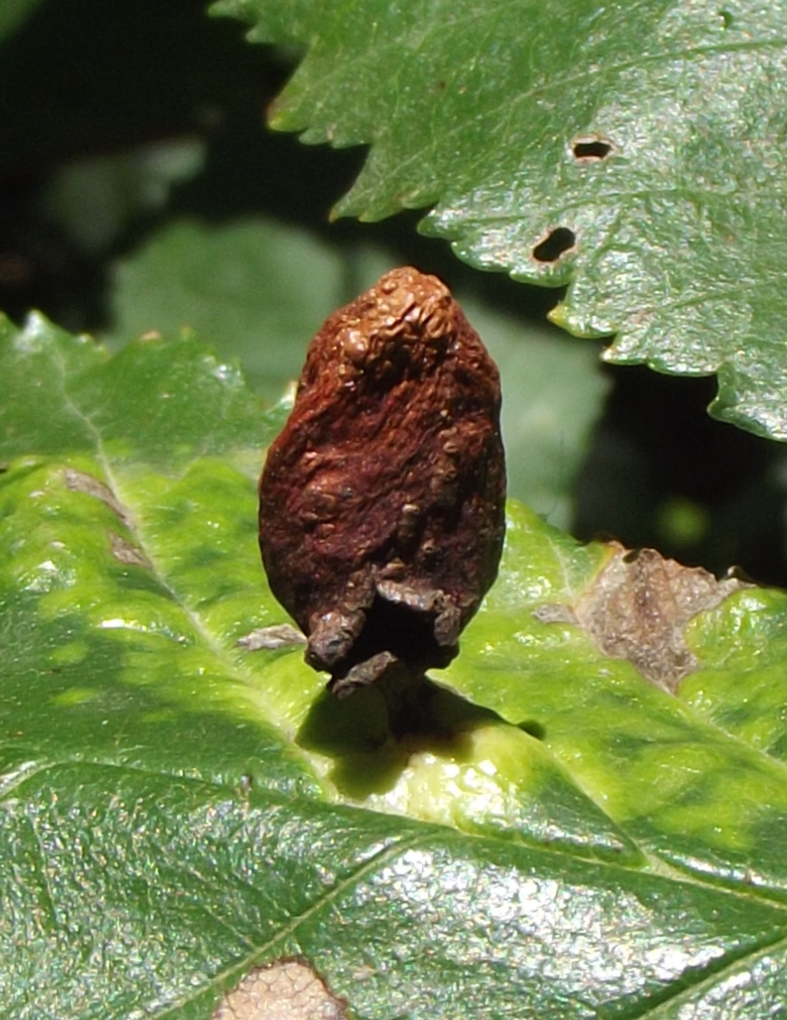 Tetraneura ulmi