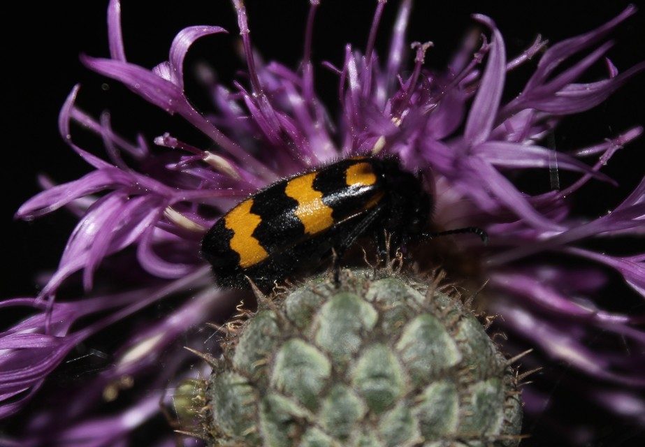 Mylabris variabilis - szalagos hólyaghúzó Mylabris variabilis - szalagos hólyaghúzó
