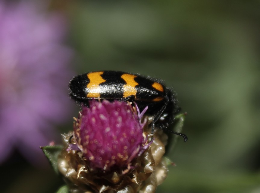 Mylabris variabilis - szalagos hólyaghúzó Mylabris variabilis - szalagos hólyaghúzó