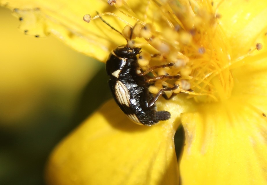 Cryptocephalus moraei - közönséges zömökbogár