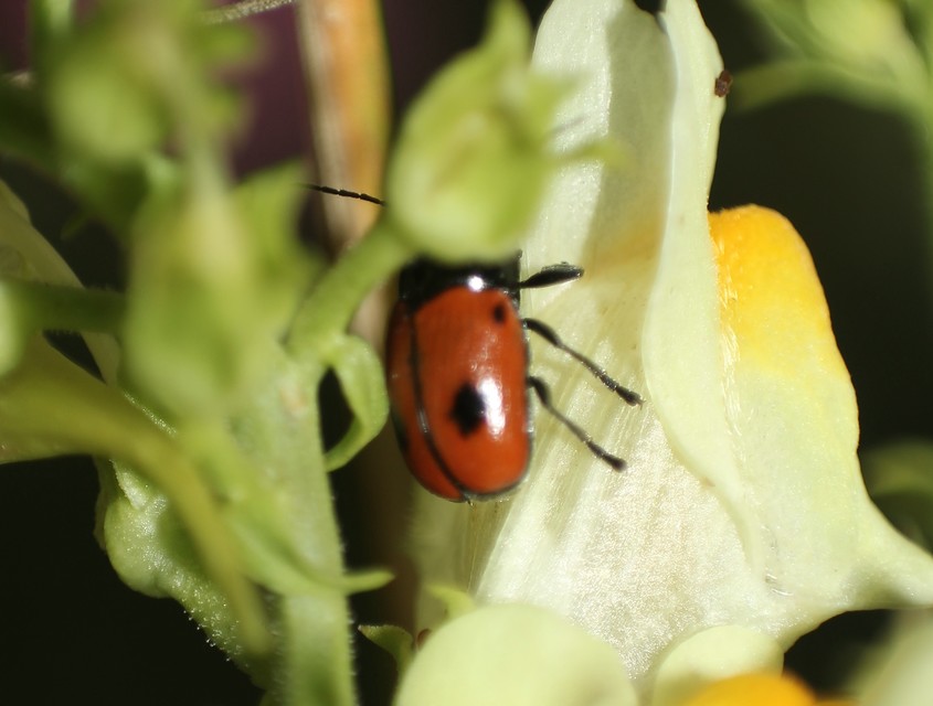 Cryptocephalus bipunctatus - kétpettyes zömökbogár