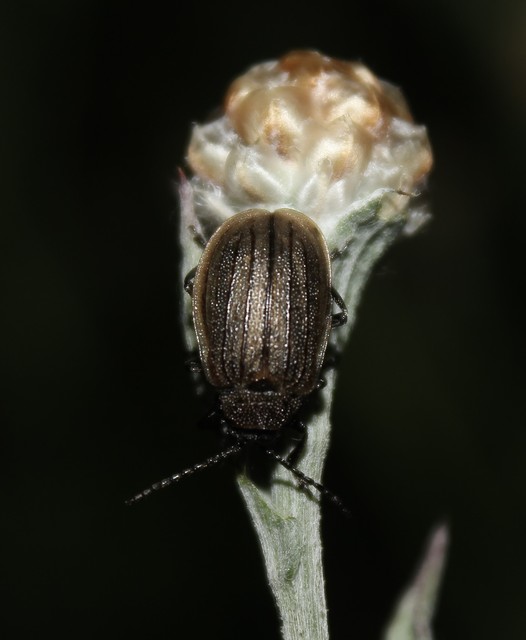 Galeruca pomonae - barna olajosbogár