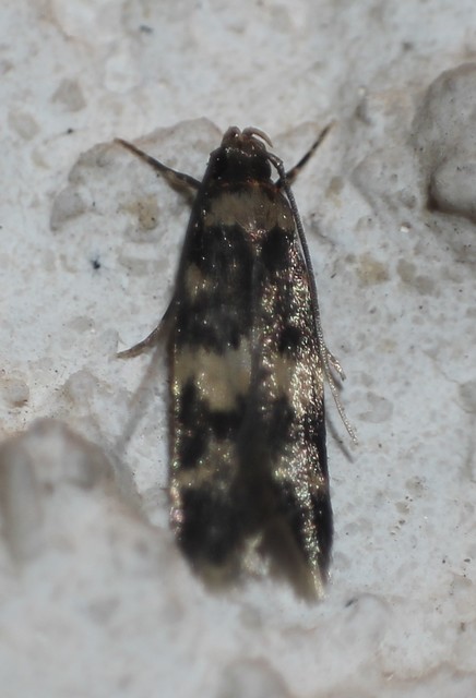 Oegoconia
