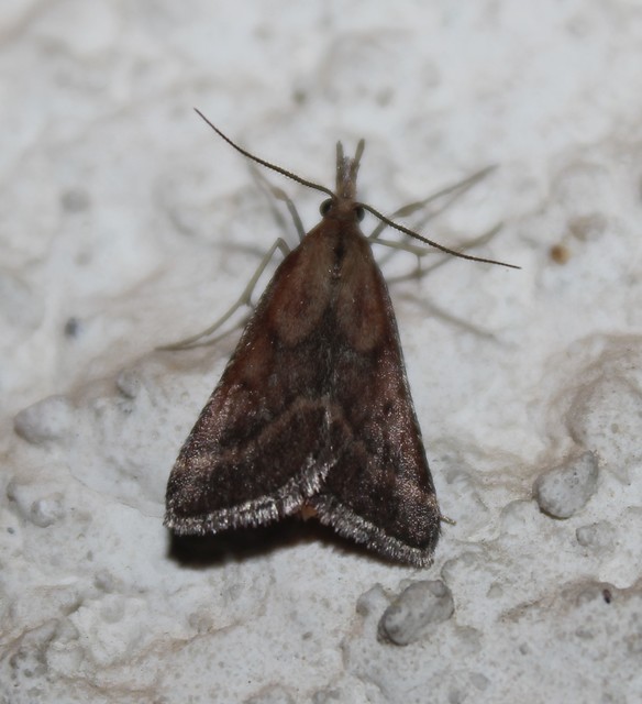 Synaphe punctalis - hosszúlábú fényilonca