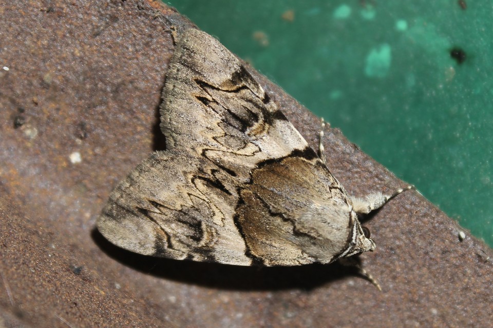 Catocala fulminea - galagonya-övesbagoly