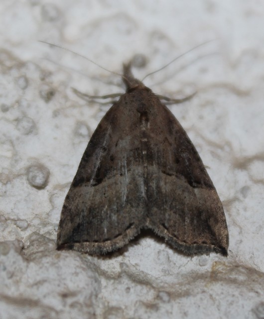 Hypena rostralis - közönséges karcsúbagoly