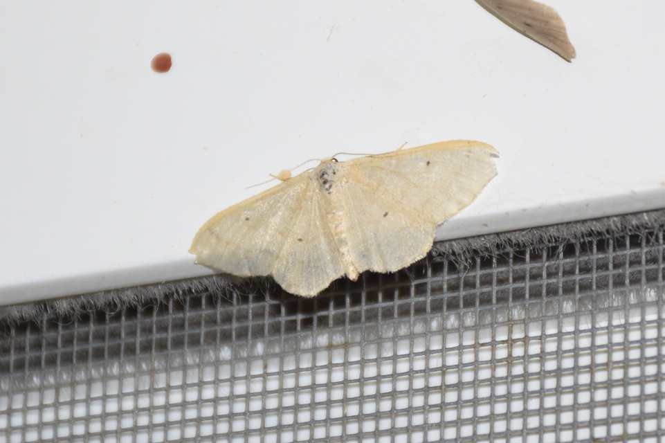 Idaea straminata - szalmasárga sávosaraszoló