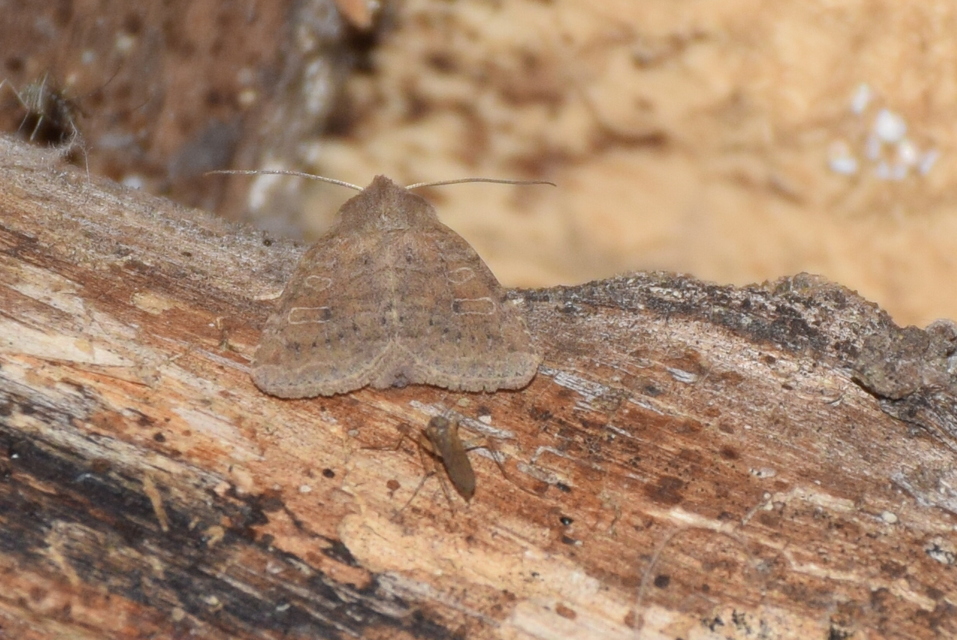 Parastichtis suspecta - sötét erdeibagoly