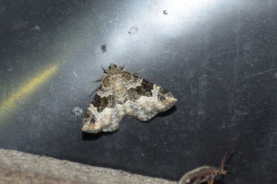 Epirrhoe alternata - galaj-tarkaaraszoló
