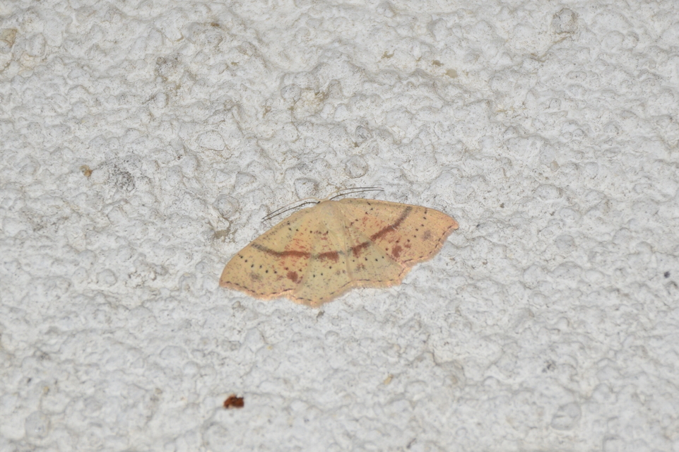 Cyclophora punctaria - sávos pettyesaraszoló