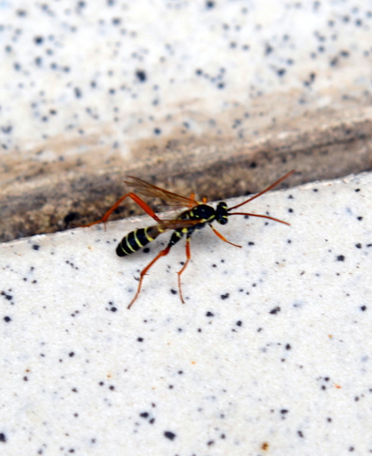 Ichneumonidae - valódi fürkészdarazsak