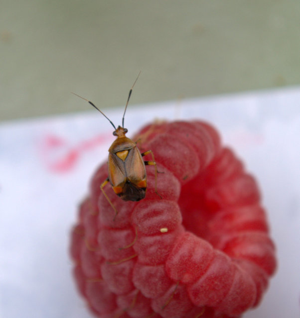 Deraeocoris ruber - vöröses mezeipoloska