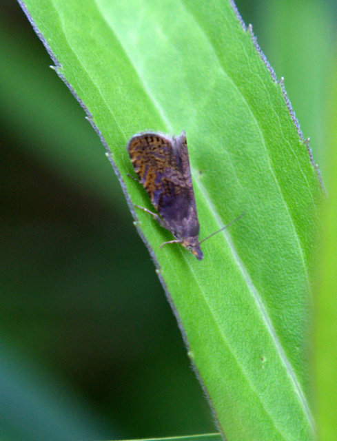 Dichrorampha