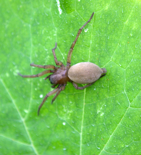 Gnaphosidae - kövipókok