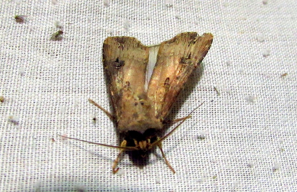 Agrotis ipsilon - nagy földibagoly