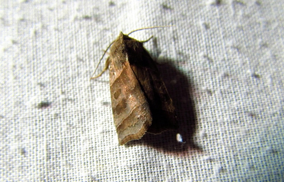 Ipimorpha retusa - sarlós fűzbagoly