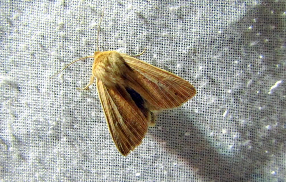 Mythimna pudorina - vörös rétibagoly