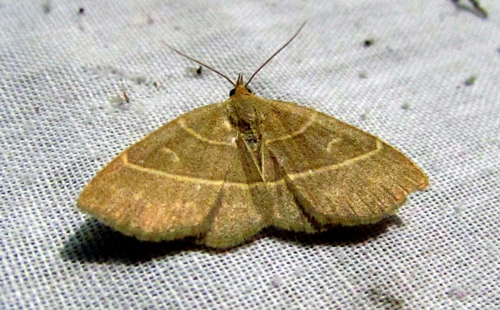 Trisateles emortualis - sárgacsíkos karcsúbagoly