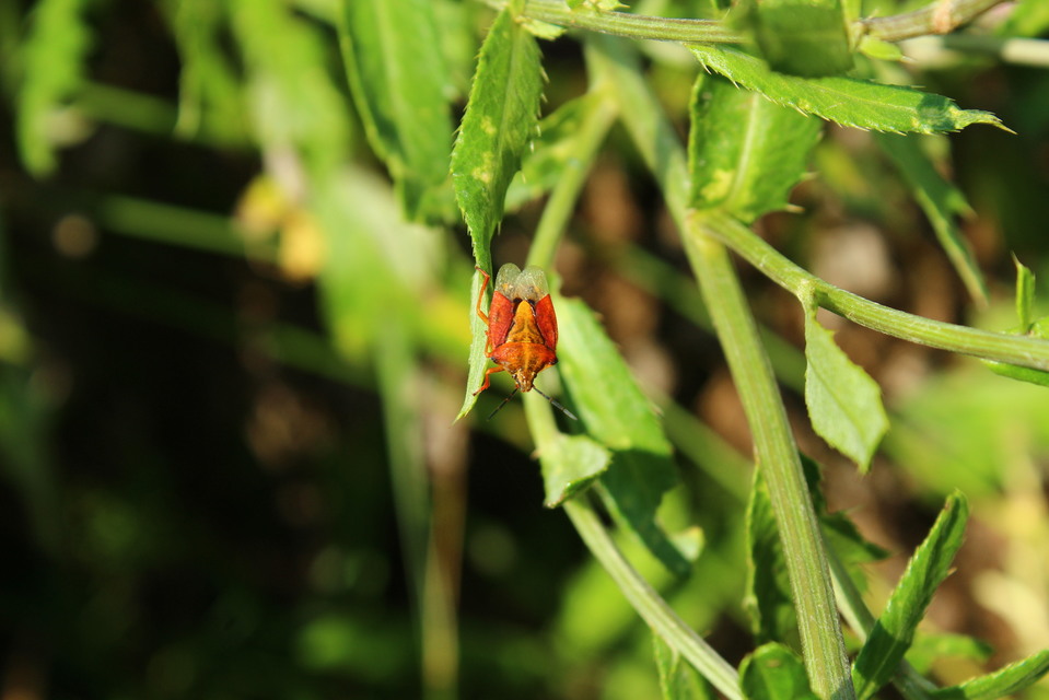 Carpocoris