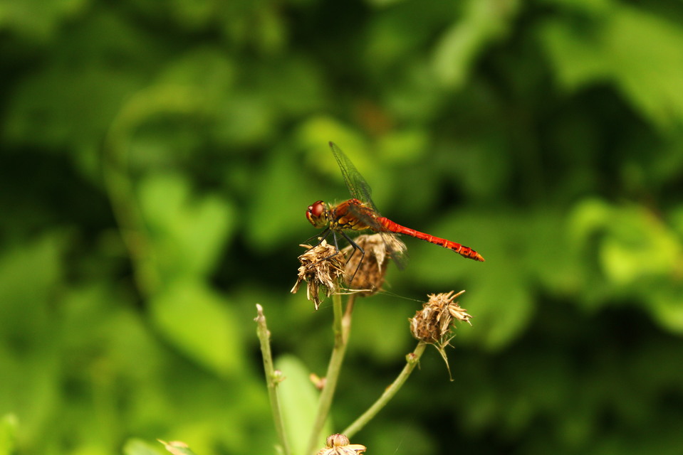 Sympetrum sanguineum - vörös katona-szitakötő