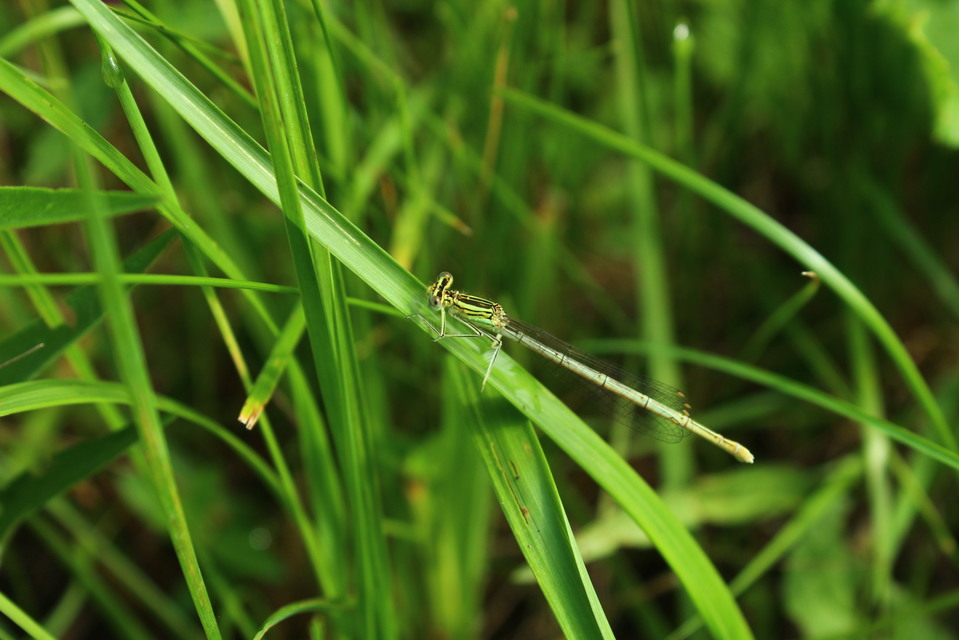 Platycnemis pennipes - széleslábú szitakötő