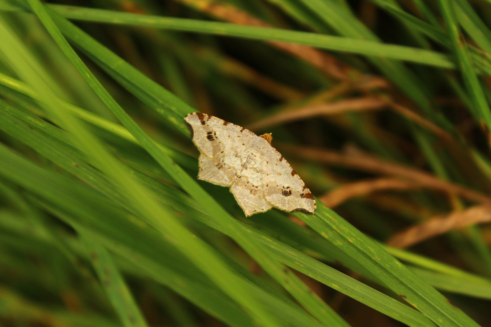 Macaria alternata - közönséges szürkearaszoló