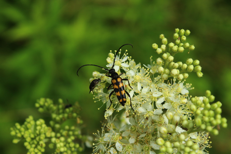 Leptura quadrifasciata - feketeszőrű szalagoscincér