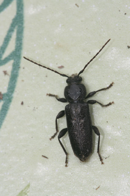 Hylotrupes bajulus - házicincér