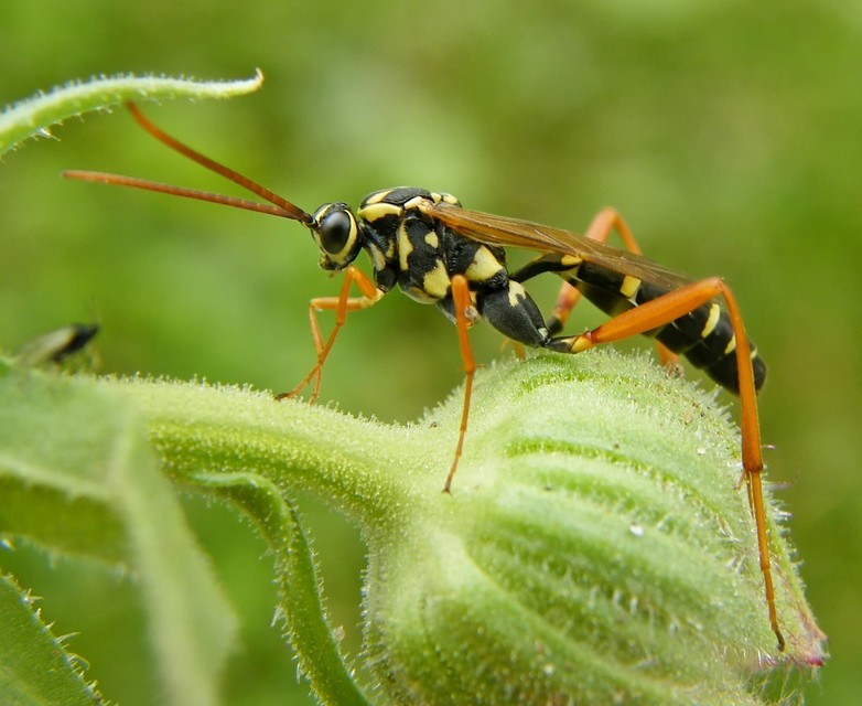 Latibulus argiolus