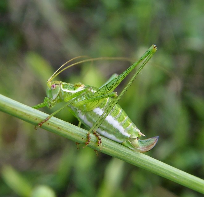 Leptophyes albovittata - közönséges virágszöcske