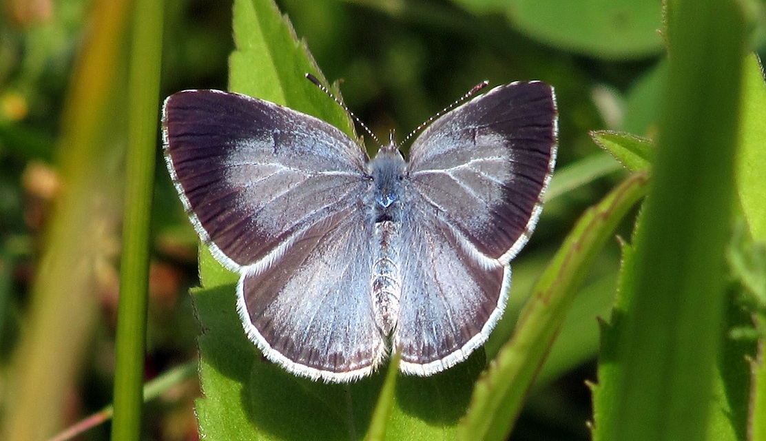 Celastrina argiolus - bengeboglárka