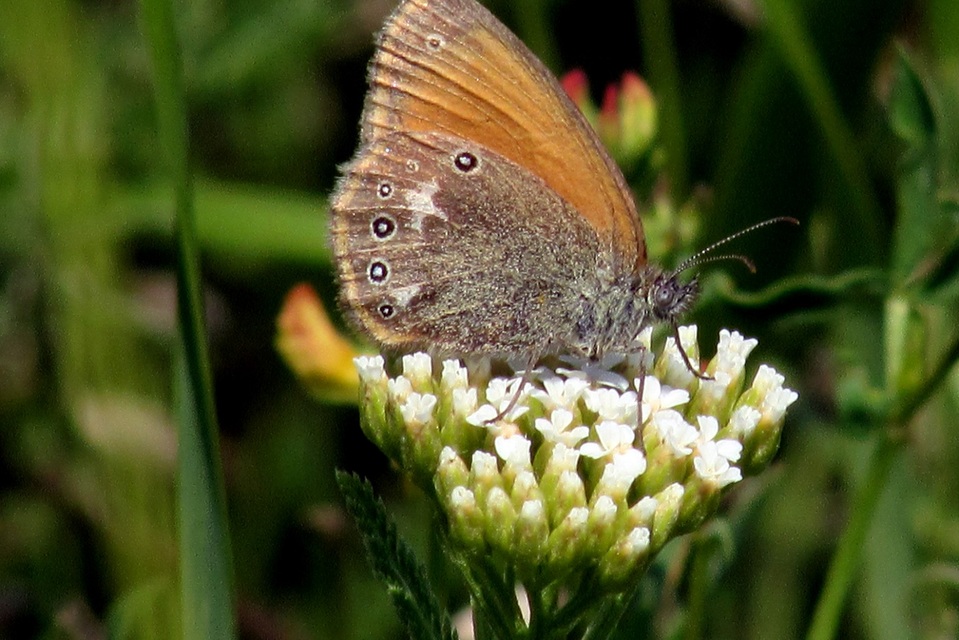 Coenonympha glycerion - közönséges szénalepke