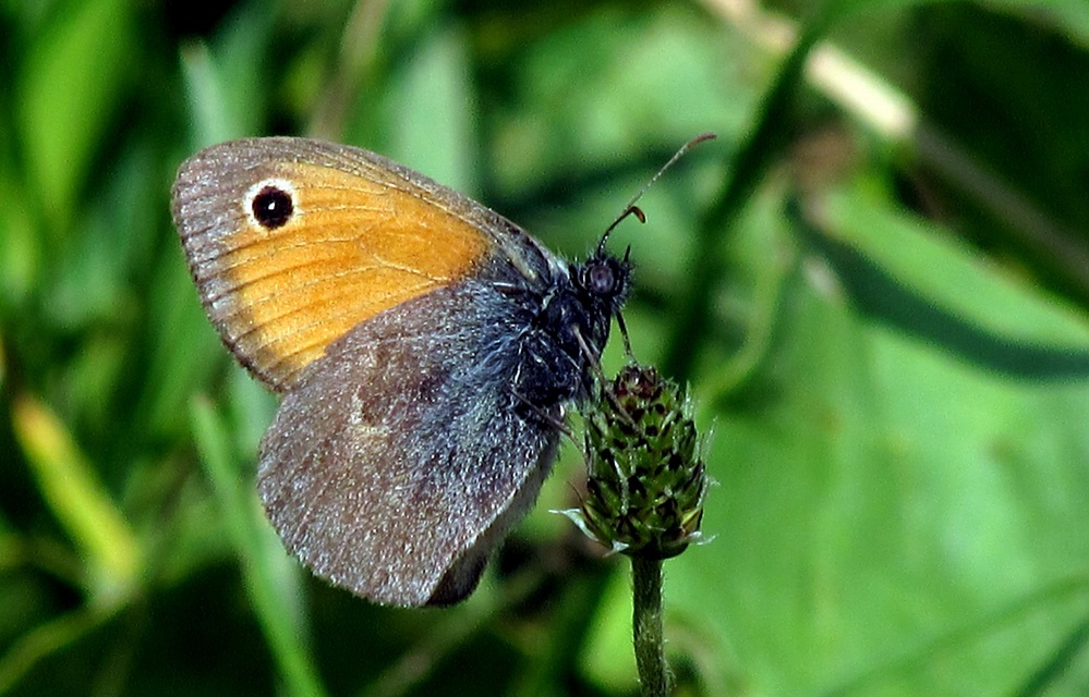 Coenonympha pamphilus - kis szénalepke