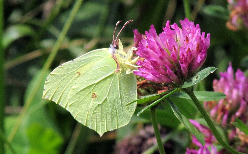 Gonepteryx rhamni - citromlepke