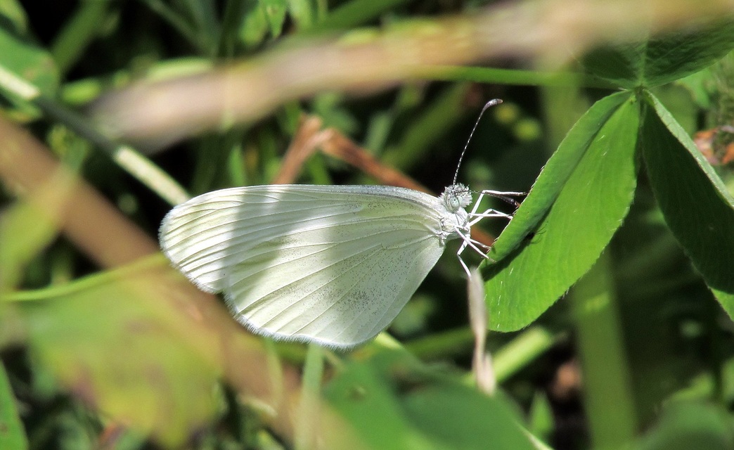 Leptidea sinapis - mustárlepke