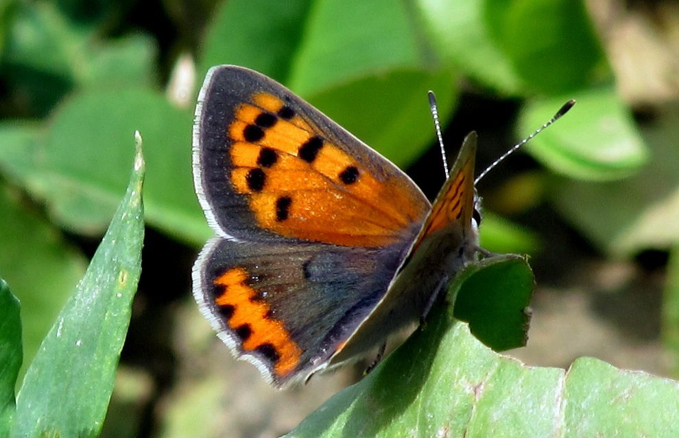 Lycaena phlaeas - közönséges tűzlepke