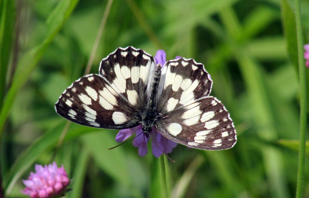 Melanargia galathea - sakktáblalepke