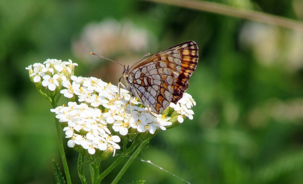 Melitaea athalia - közönséges tarkalepke