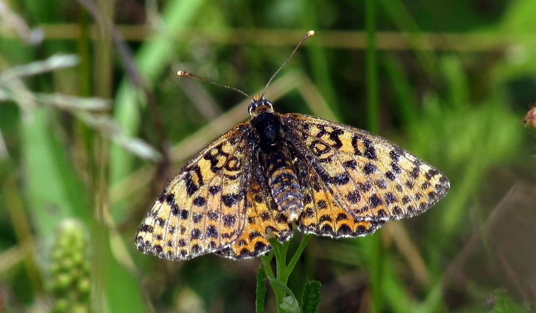 Melitaea didyma - tüzes tarkalepke