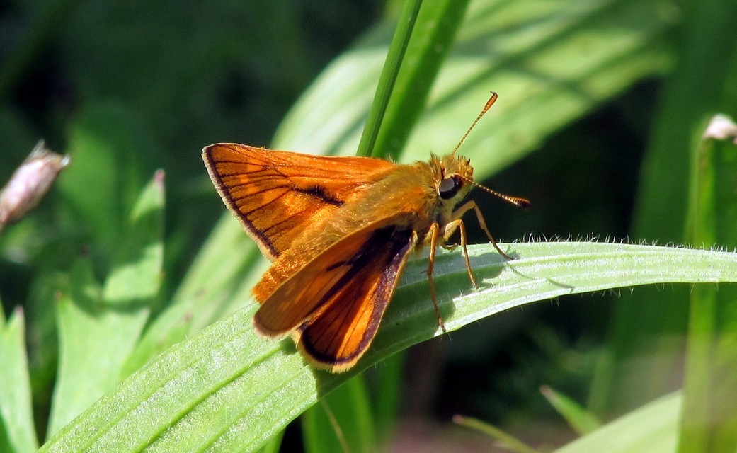 Ochlodes sylvanus - erdei busalepke