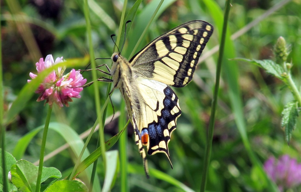 Papilio machaon - fecskefarkú lepke