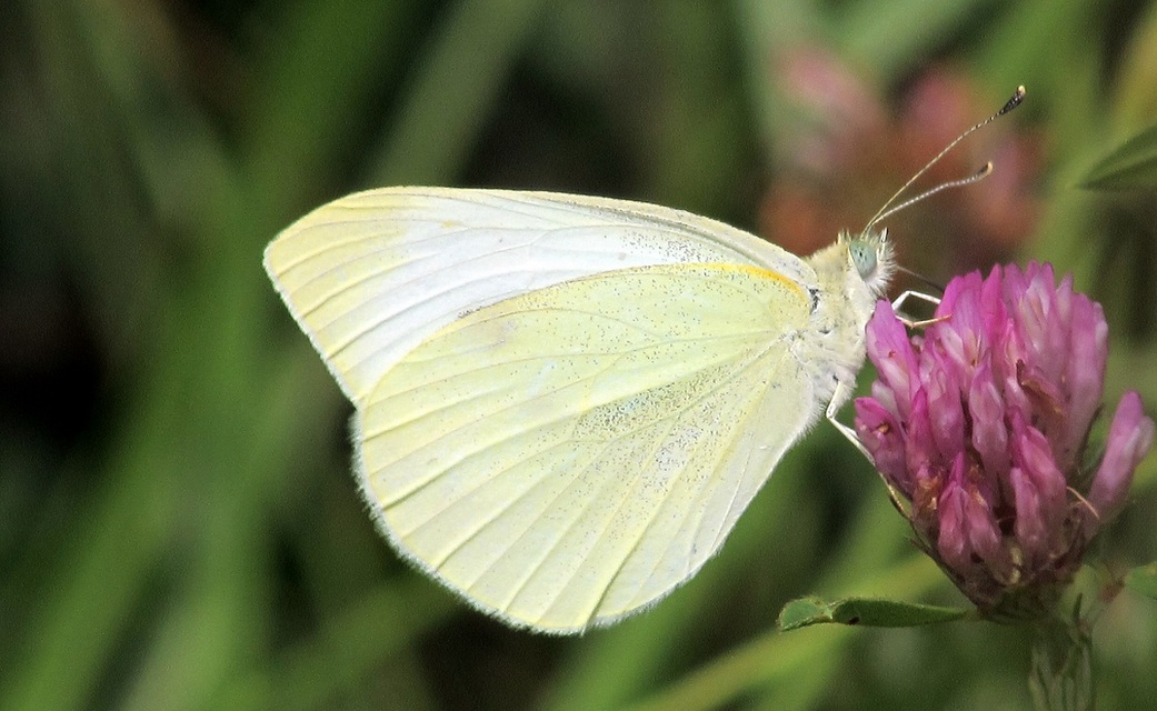 Pieris rapae - répalepke