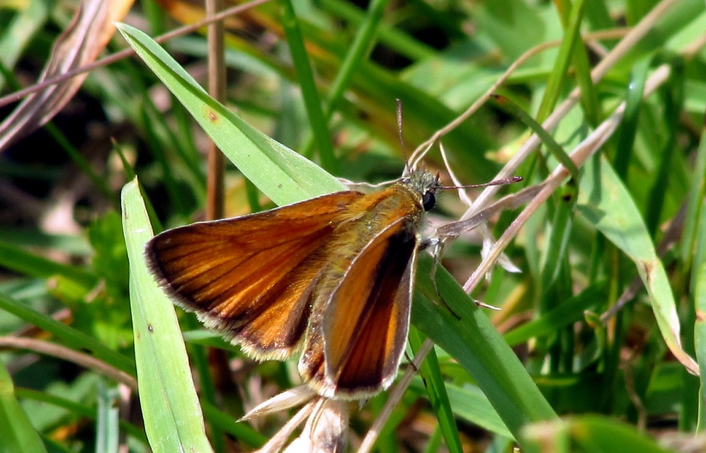Thymelicus lineola - vonalas busalepke